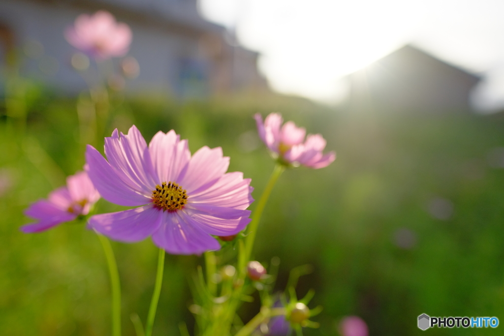 秋桜1