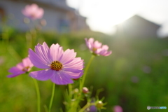 秋桜1