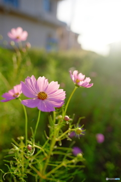 秋桜2