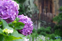 紫陽花