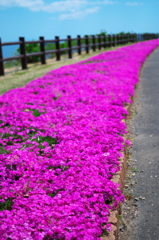 佐伯 空の展望所の芝桜