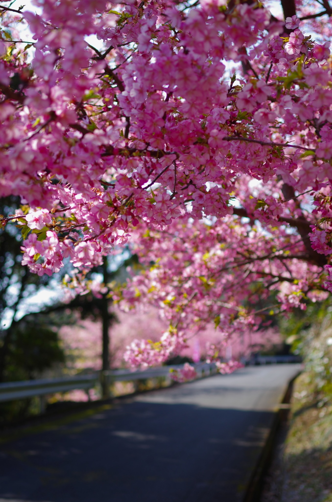 津久見の河津桜