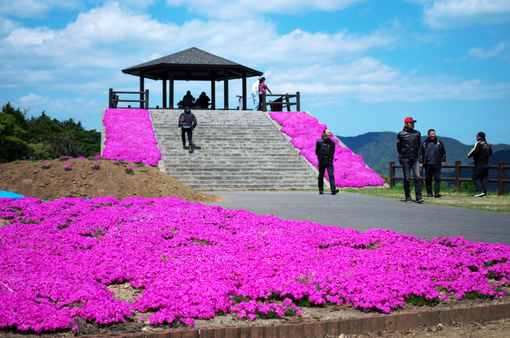 ライダーも芝桜がお好き