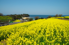 豊後高田　長崎鼻の菜の花