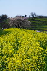 菜の花２