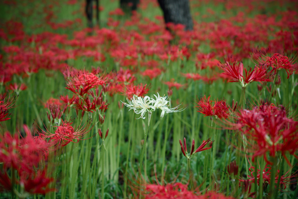 曼珠沙華