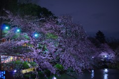 井の頭公園 夜桜2