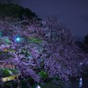 井の頭公園 夜桜2