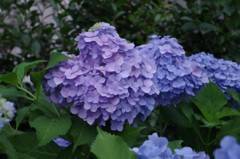 梅雨の紫陽花