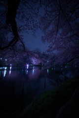 井の頭 夜桜
