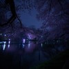 井の頭 夜桜