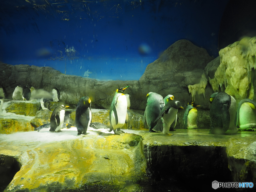 Osaka Aquarium KAIYUKAN