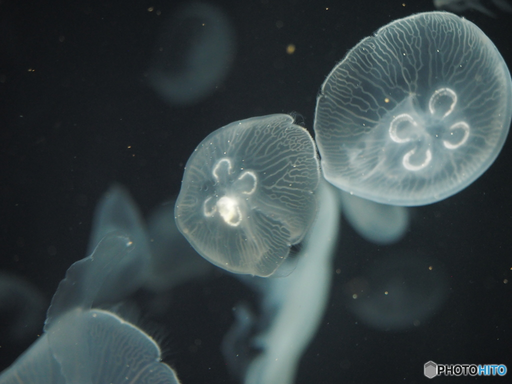 Osaka Aquarium KAIYUKAN