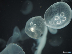 Osaka Aquarium KAIYUKAN