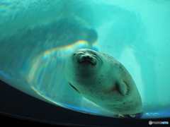 Osaka Aquarium KAIYUKAN