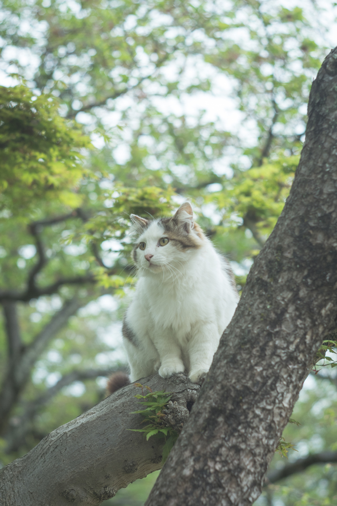 木登り上手♪