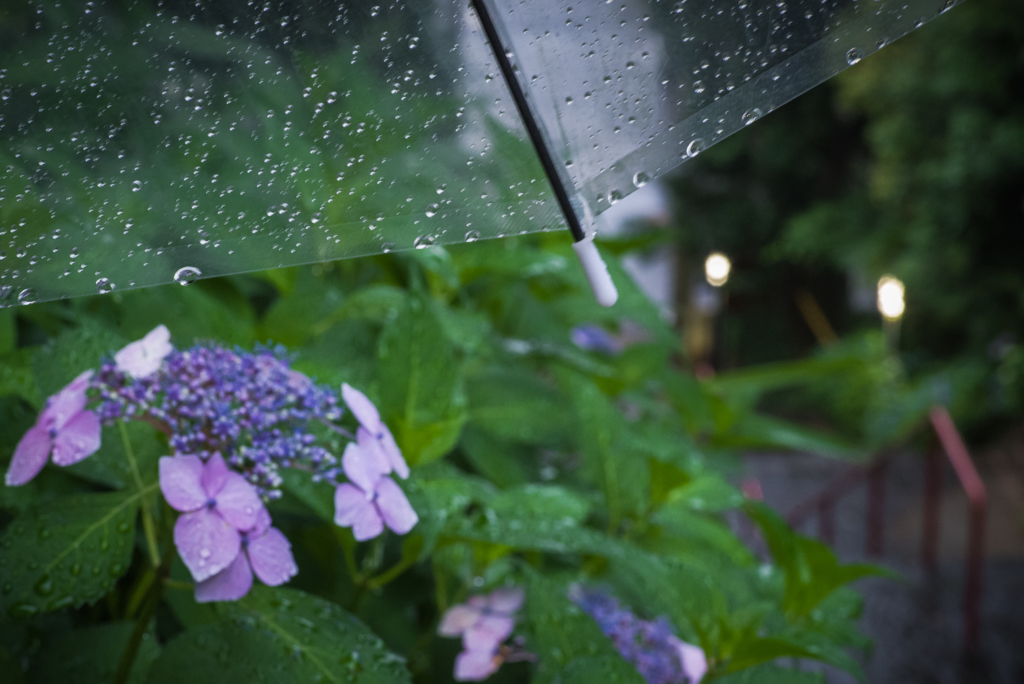 雨