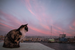 猫と夕空