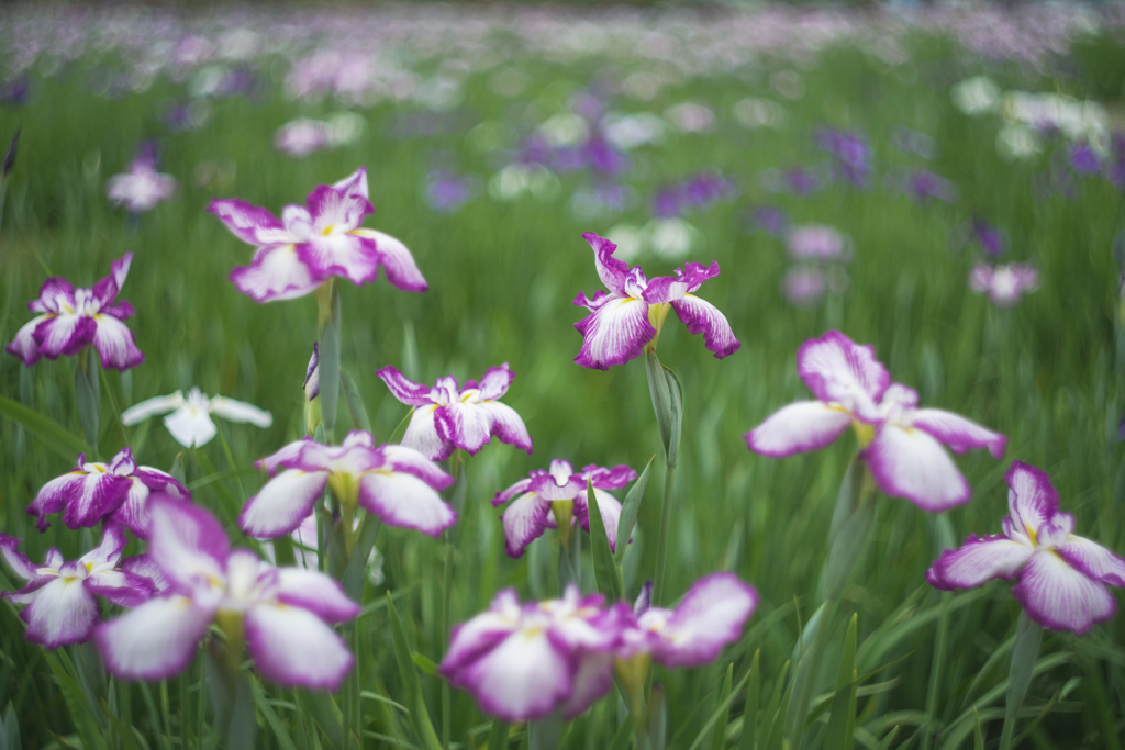 菖蒲園