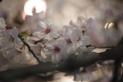 桜ライトアップ