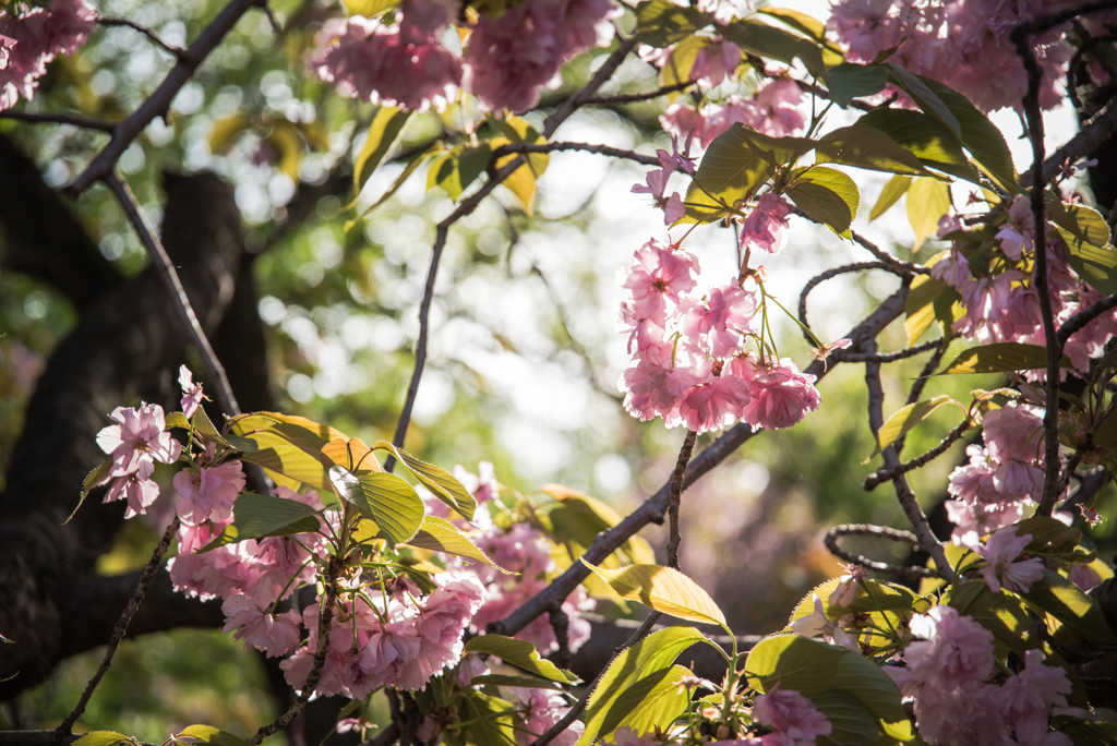 八重桜