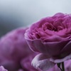 華