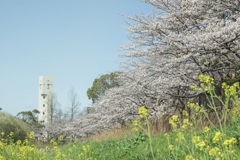 菜の花と青空そして桜