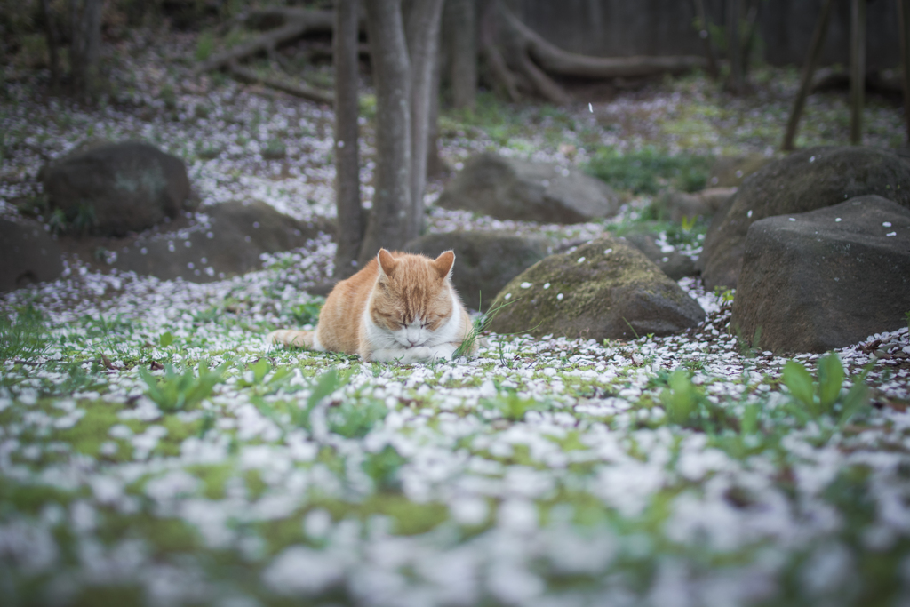 花びらの中で物思う