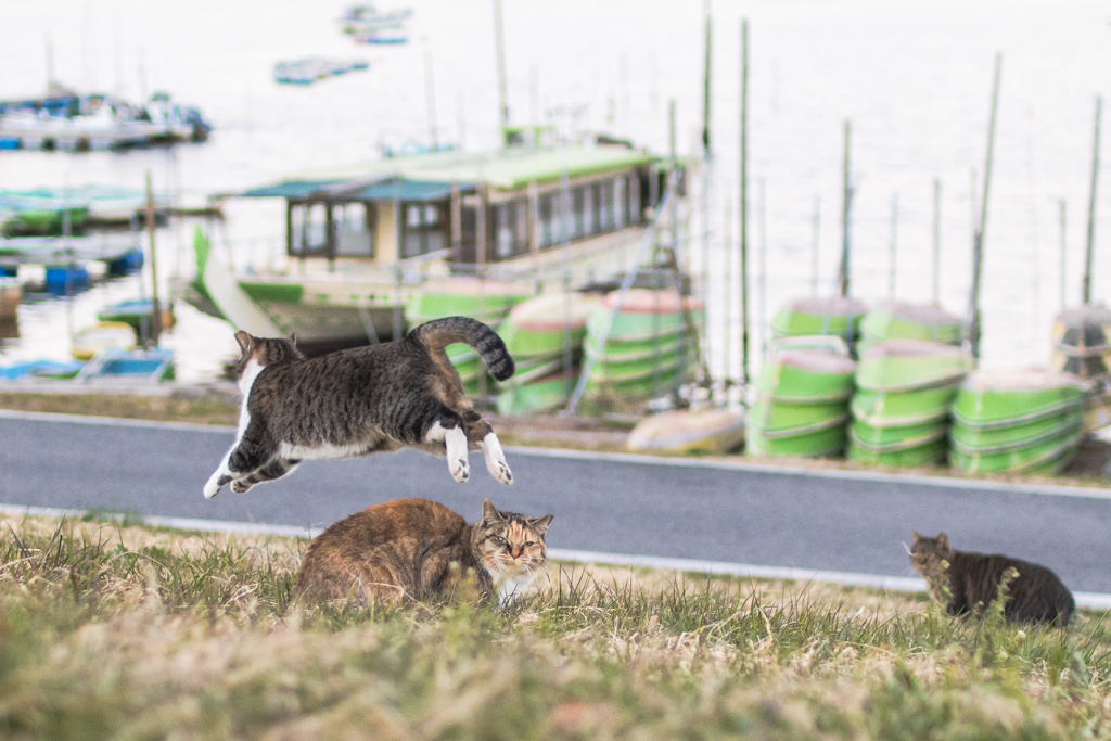 飛び越える