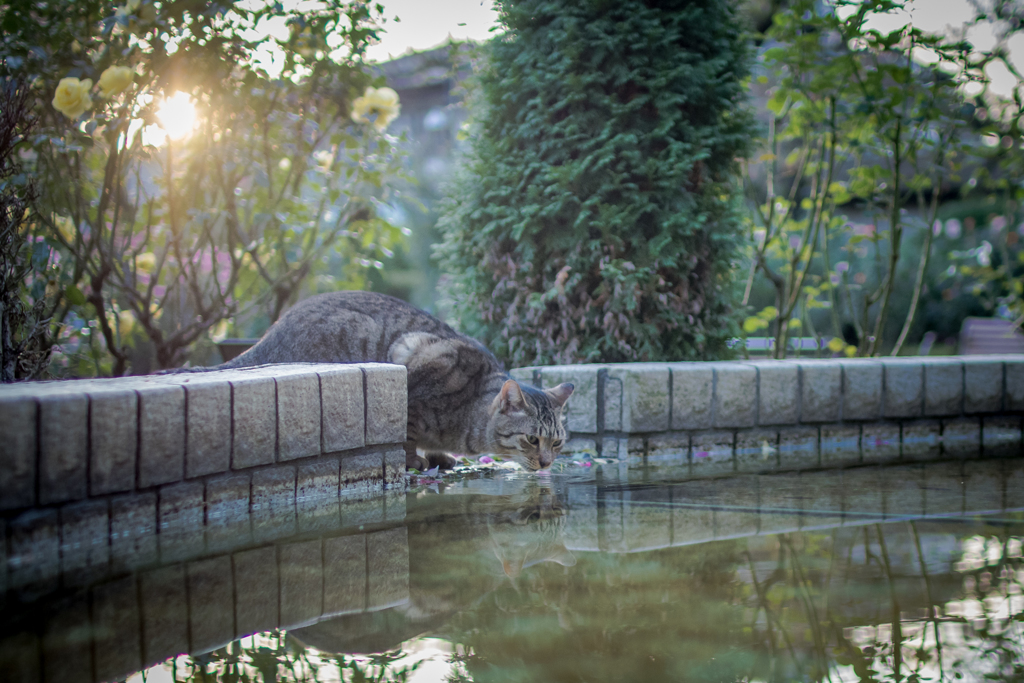  朝の水分補給