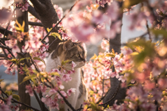 桜の中