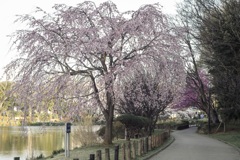 しだれ桜
