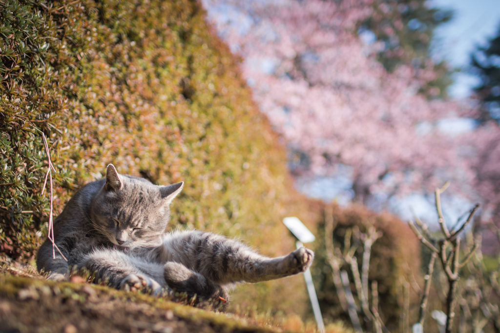 春の日差しの中