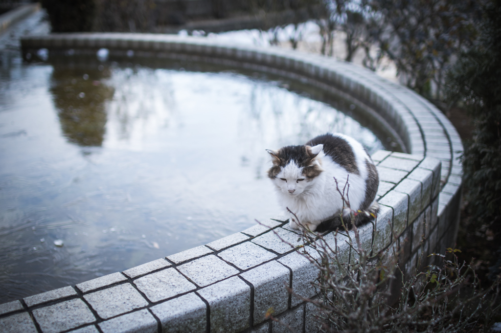 噴水池で