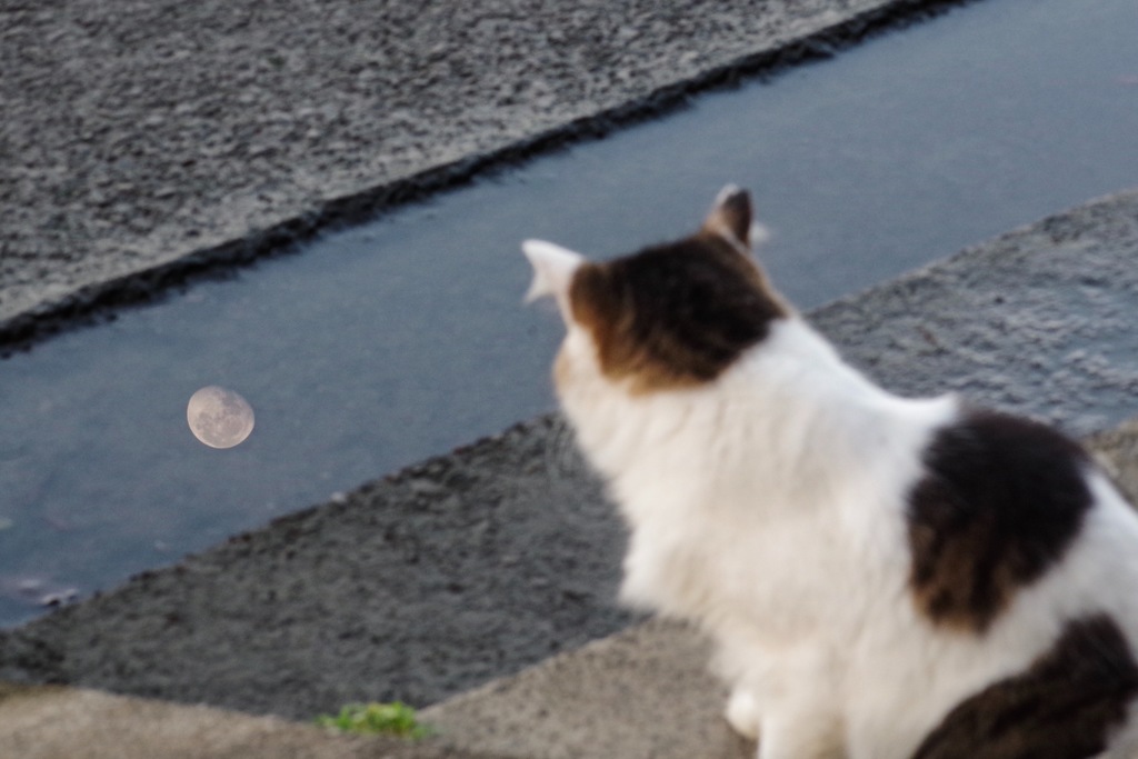 水たまりでお月見