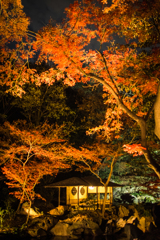 六義園その７