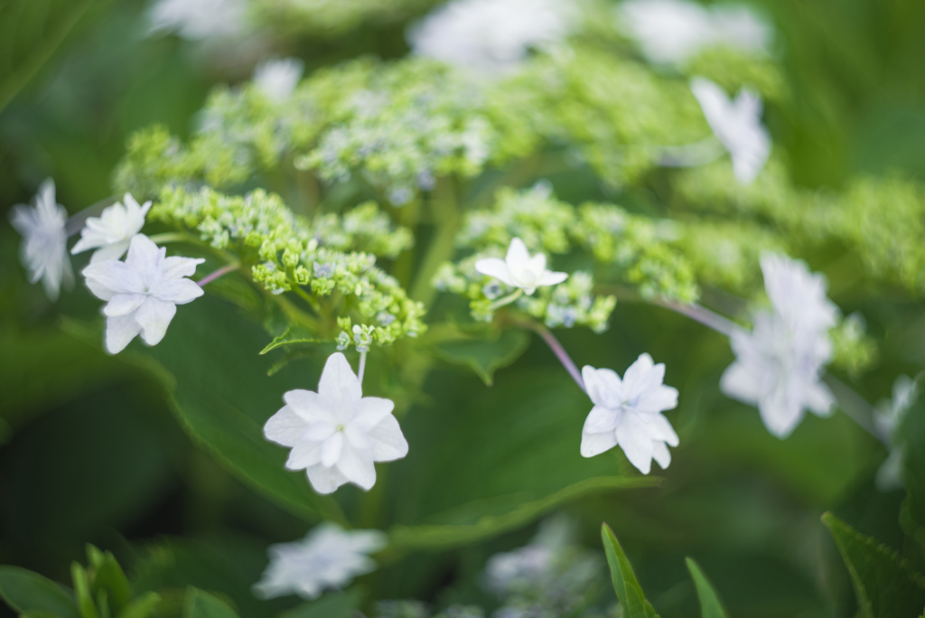 星型の紫陽花