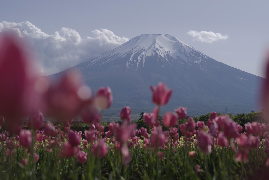 チューリップと富士山