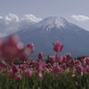 チューリップと富士山