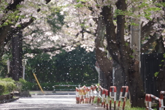 そこに降る