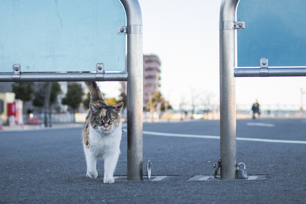 ここだよ