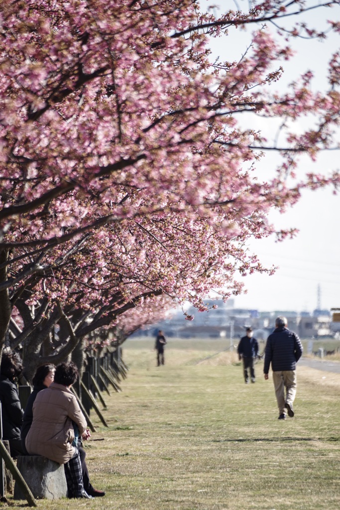 花が咲く