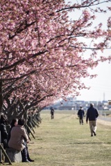 花が咲く