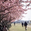 花が咲く