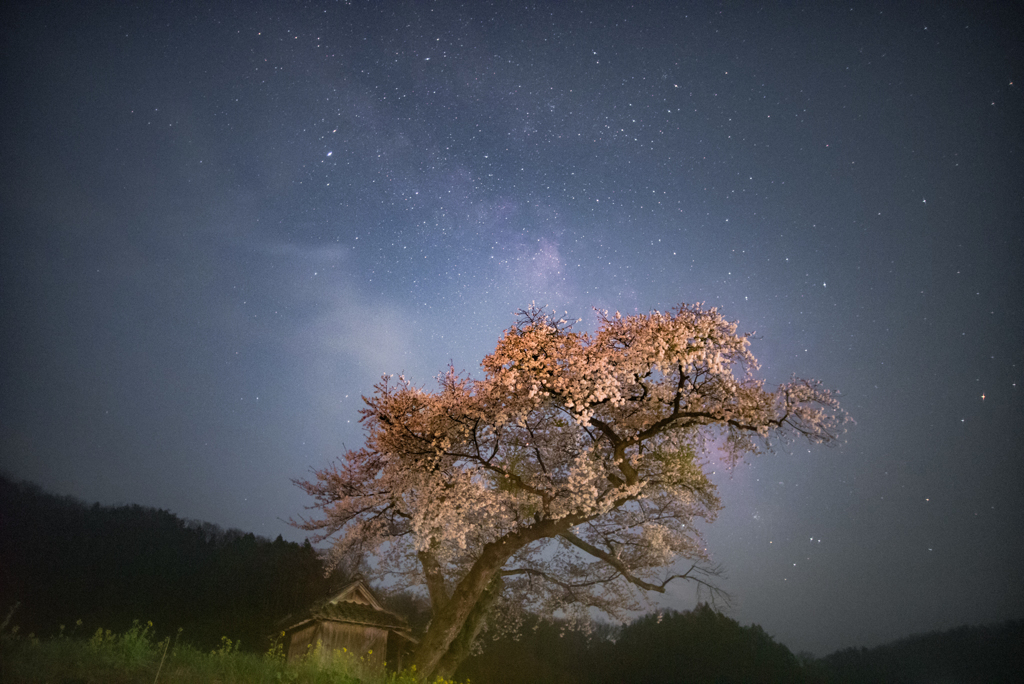 桜と天の川