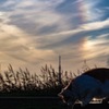 夕暮れの猫と彩雲と…