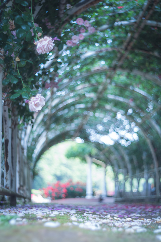 薔薇のトンネル