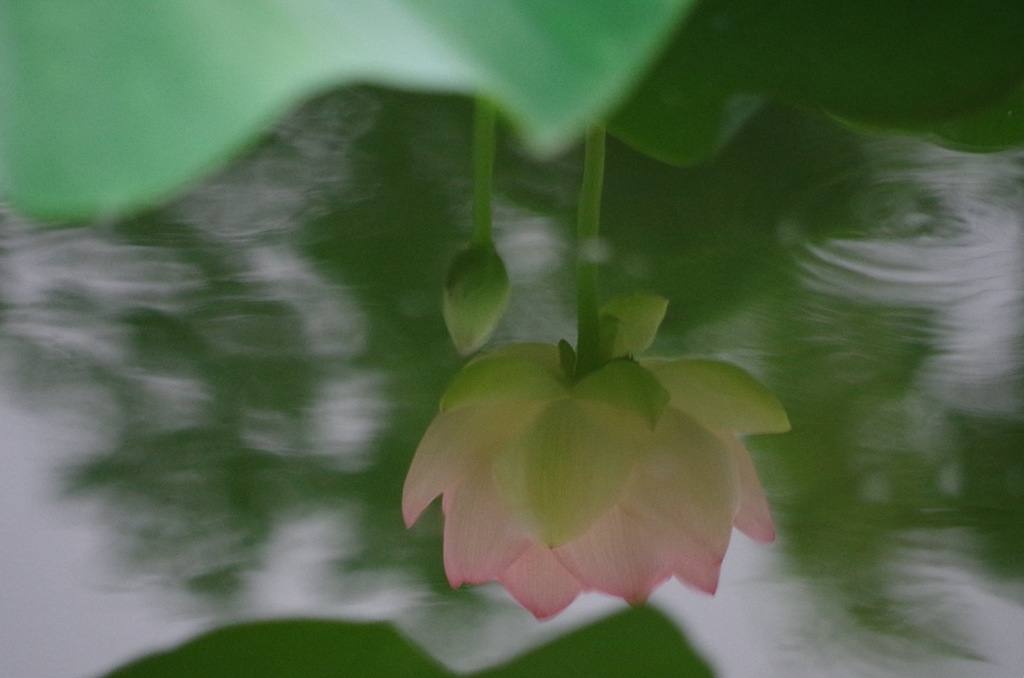 水に映った蓮の花