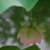 水に映った蓮の花