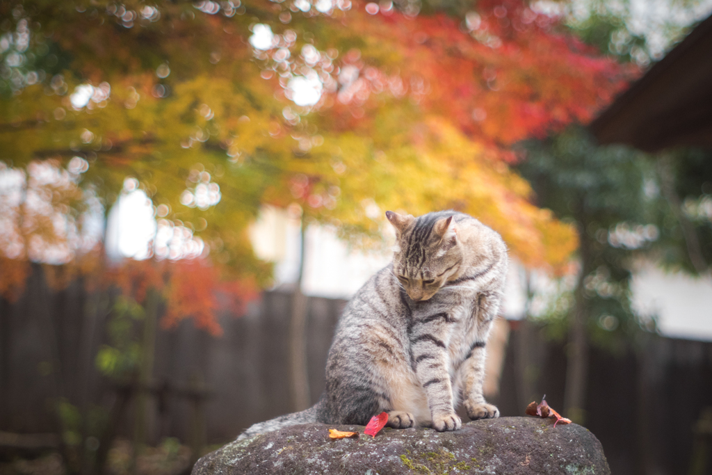 　猫と紅葉
